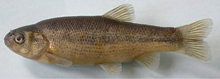 Onaç spring minnow Species of fish