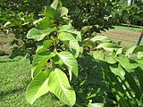 Psidium guajava (Chinese guava) leaves in RDA, Bogra