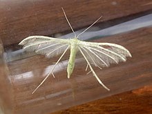 Pterophorus albidus.jpg