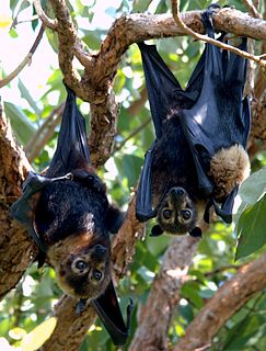 Spectacled flying fox species of mammal