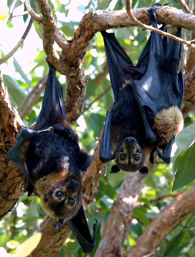 Pteropus conspicillatus family.jpg