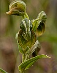 Pterostylis vittata Gnangarra -31. jpg