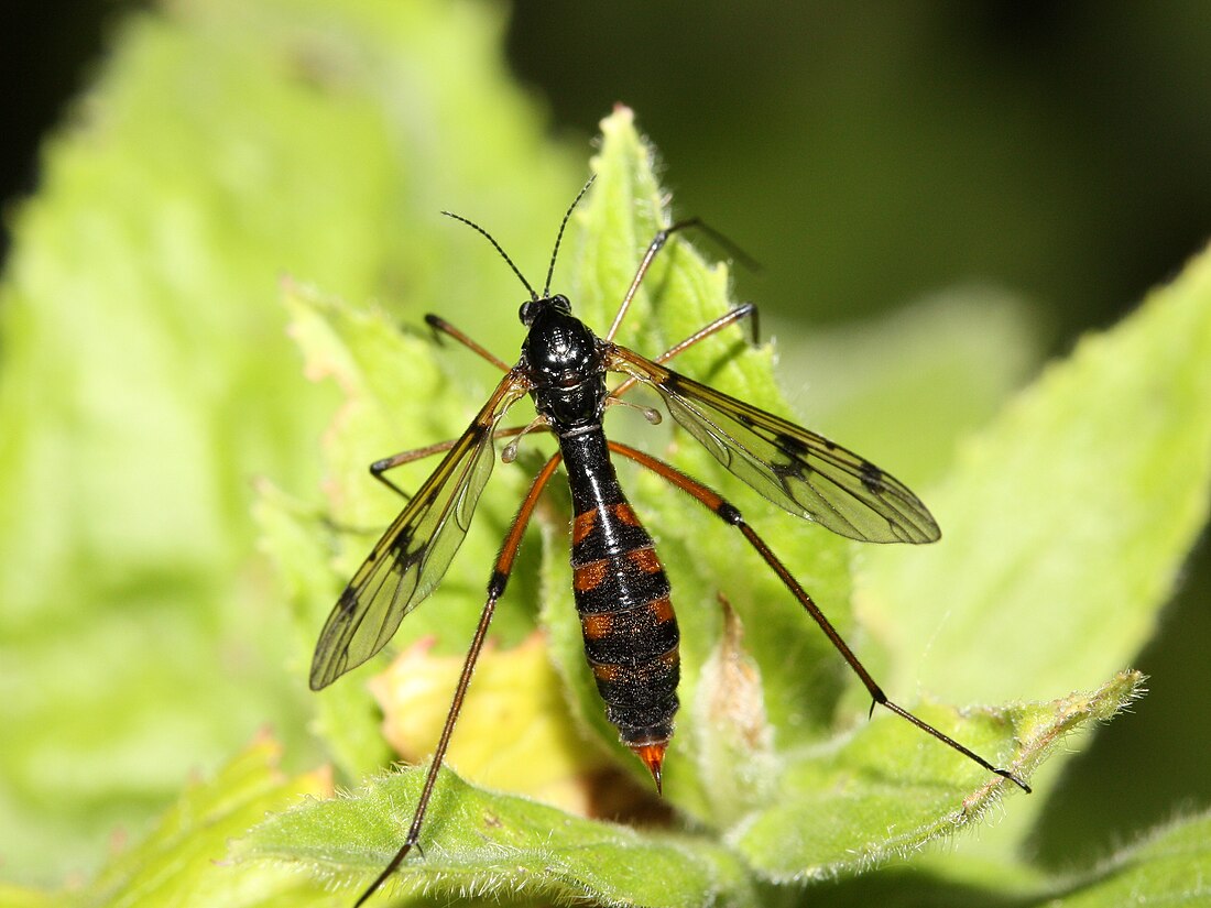 Faltenmücken