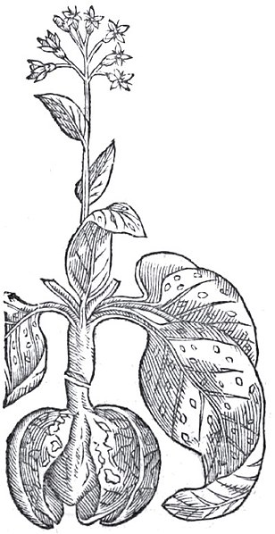 一種稱為肺草（Pulmonaria officinalis ）的植物，因為狀似肺藏而被認為有療效。