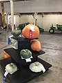 Pumpkins on exhibit at the Yolo County Fair.jpg