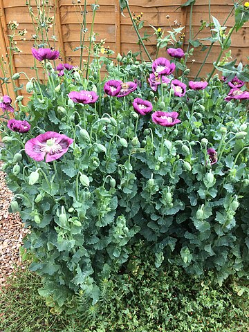 File:Purple Poppies.jpg - Wikimedia Commons