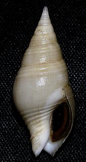 <i>Pusionella valida</i> Species of gastropod