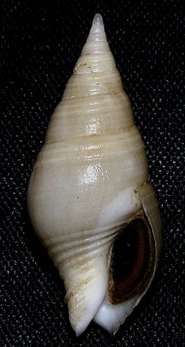 Pusionella valida