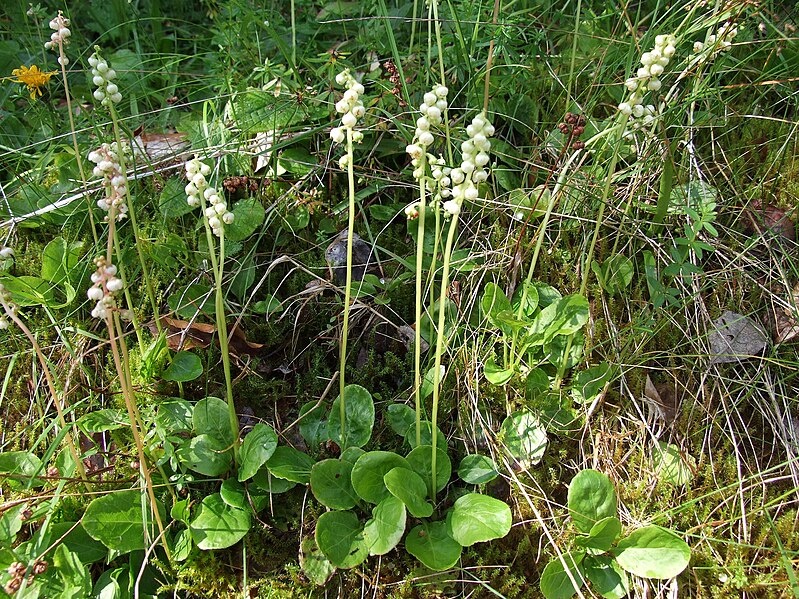 File:Pyrola minor G23.jpg