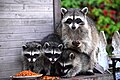 "Raccoon_Family_DSC_0037.jpg" by User:Tracie Hall