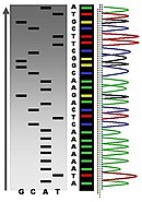 The results of DNA sequencing listing the DNA molecule's nucleobases (coded as G, C, A or T)