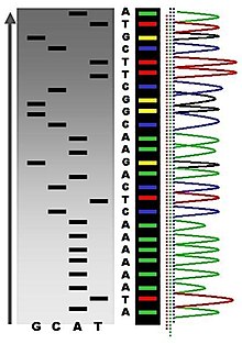 Sequence ladder by radioactive sequencing compared to fluorescent peaks Radioactive Fluorescent Seq.jpg