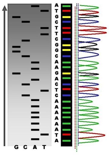 Results from an automated chain-termination DNA sequencing