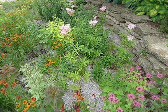 Rain garden