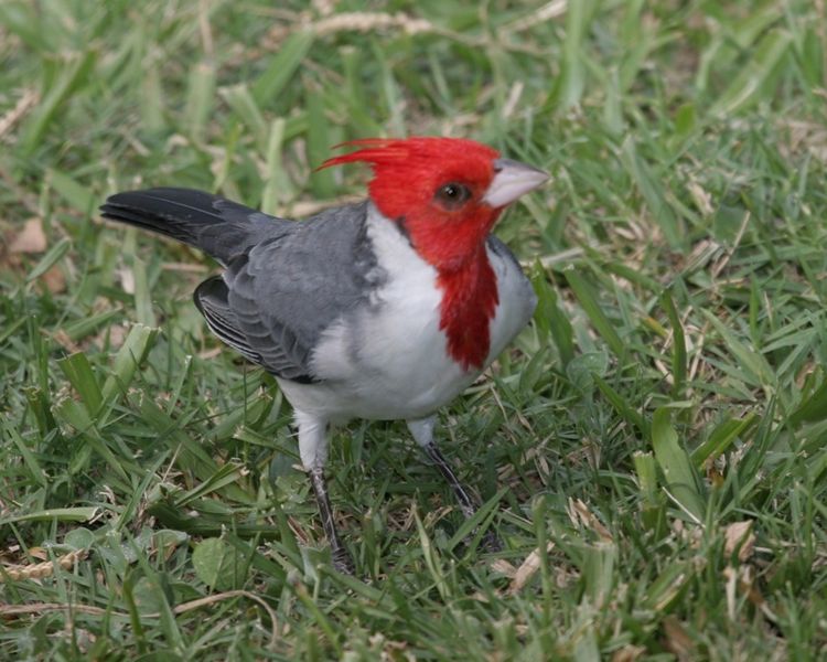 File:Red-crested Cardinal (Paroaria coronata) - Flickr - Lip Kee (1).jpg