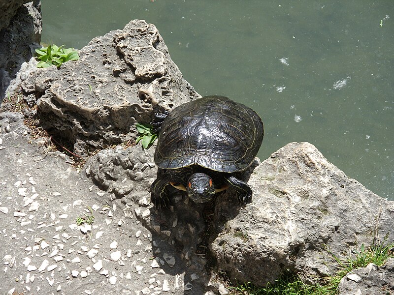 File:Red-eared Slider (Trachemys scripta elegans).jpg