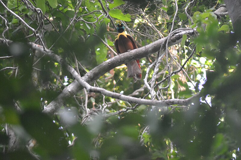 File:Red Bird-of-paradise PNG 2.jpg