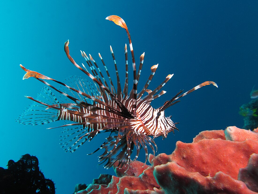 Pterois