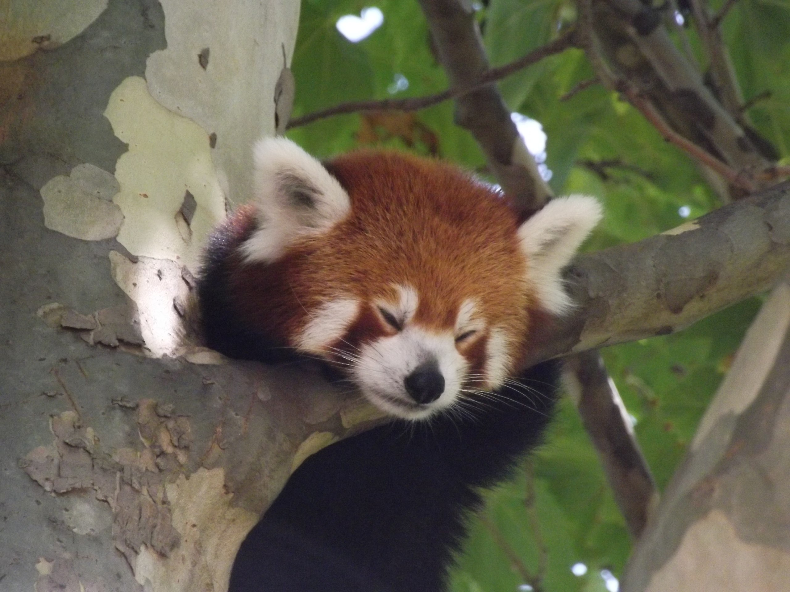 Do red panda hurt humans?