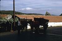 Attelage traditionnel