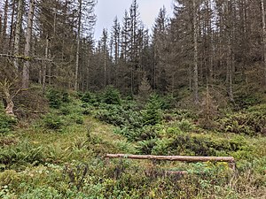 Das Rehbergmoor vom Rehberger Planweg