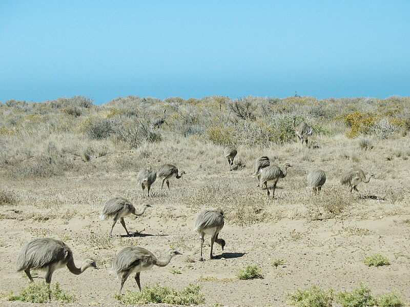 File:Rhea pennata, Península Valdés, Argentina 1.jpg