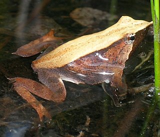 Darwins frog Species of amphibian