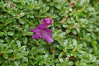 <i>Rhododendron keleticum</i> Species of plant