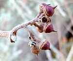 Rhoicissus tridentata, blomknoppe, Little Eden.jpg