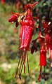 Ribes speciosum