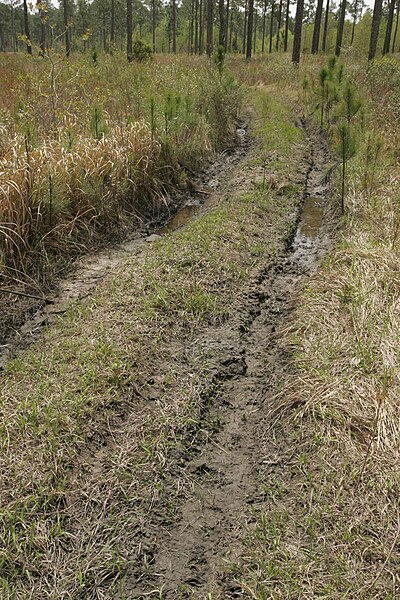 File:Riders who tresspass on the refuge cause damage to vegetation and habitat.jpg