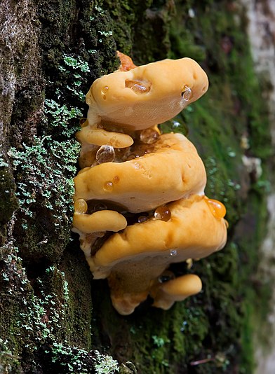 Rigidoporus laetus