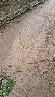 Миниатюра для Файл:Ripple marks on soil after rain 04.jpg