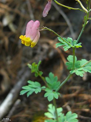 <i>Capnoides</i> Monotypic genus of flowering plant in the poppy family Papaveraceae