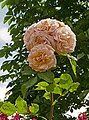 Rose 'Charles Austin'