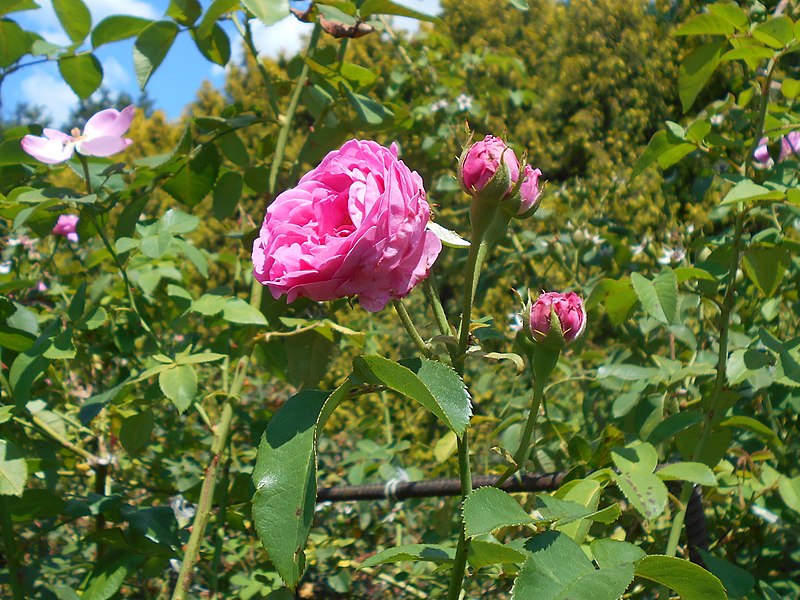 File:Rosa Louise Odier 2018-07-10 5310.jpg