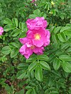 Rosa rugosa Tokio.JPG