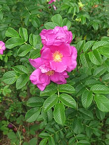 Blóm Rosa rugosa