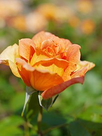 Une rose thé hybride nommée « Jean Giono » élevée par Alain Meilland (1940-...) en France, avant 1996[60].