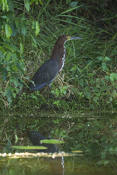 File:Rufescent Tiger-Heron - REGUA - Brazil S4E0875 (12930738613) (2).jpg