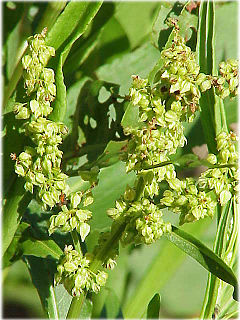 <i>Rumex triangulivalvis</i> Species of flowering plant