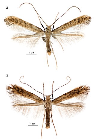 <i>Sabulopteryx botanica</i> Species of moth endemic to New Zealand