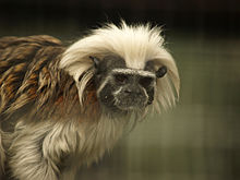 Saguinus oedipus.jpg