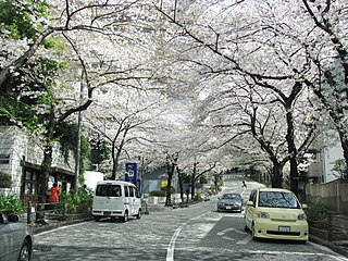 Kirsikankukkia Supein-zaka-kadulla, Roppongi 1-chōme