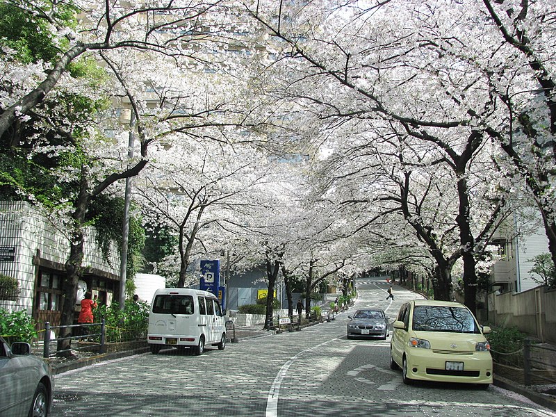 File:Sakura trees -04.jpg