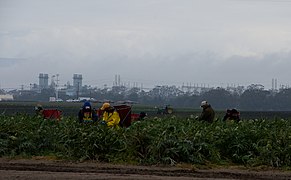 Salinas Aritchoke workers.jpg