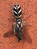 Vorschaubild für Mauer-Zebraspringspinne