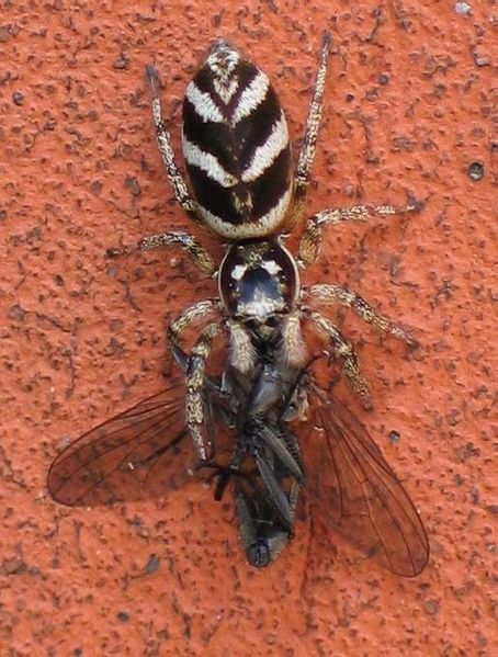 File:Salticus scenicus with a fly V.jpg