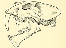 Sansanosmilus palmidens.jpg