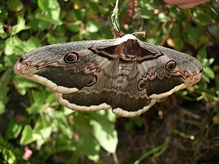 Saturnia pyri.jpg